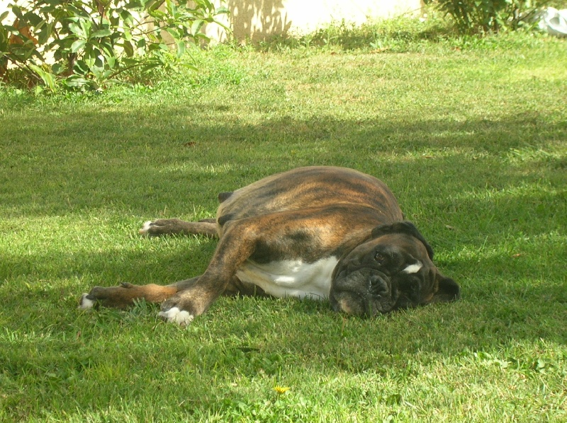 Usia du jardin des Cigalouns