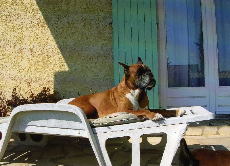 Orly de la fellonniere du jardin des Cigalouns