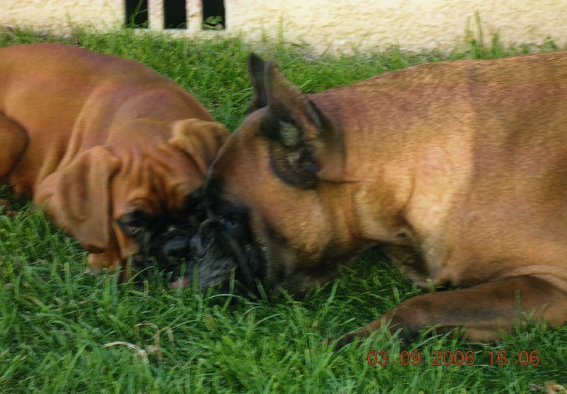 Syra du jardin des Cigalouns