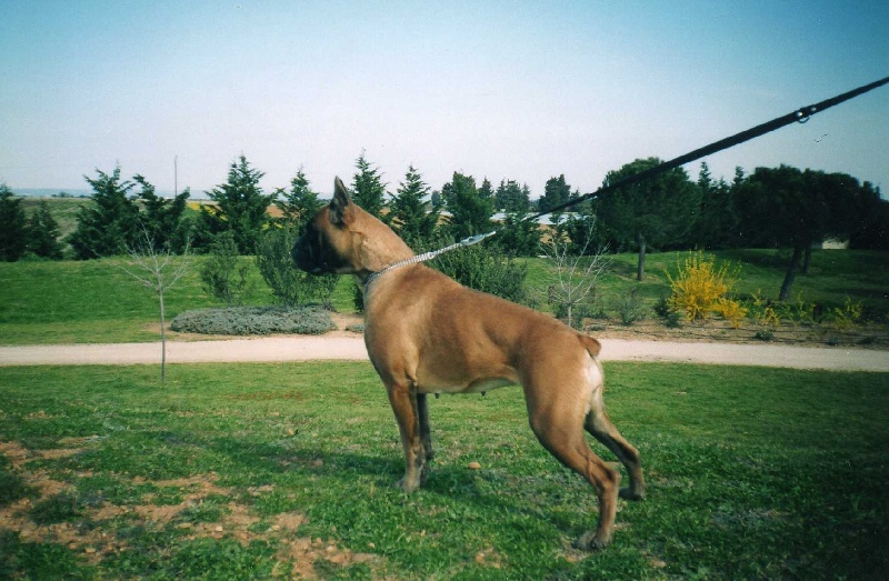 Syra du jardin des Cigalouns