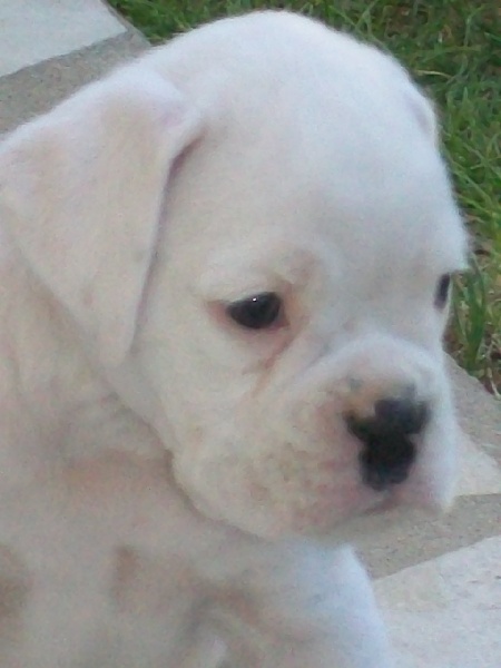 Les chiots de Carly