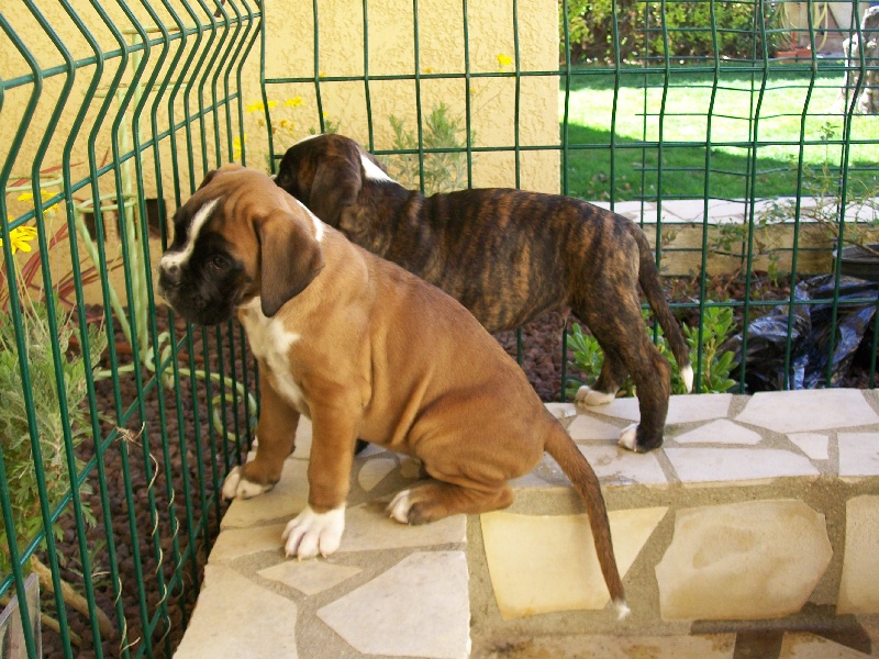 Chiots de DiDO